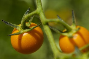 Growing community one tomato, zucchini, watermelon, pumpkin, strawberry at a time 