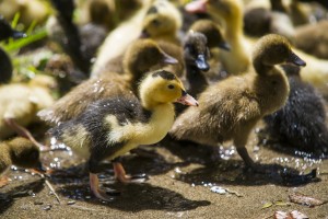Make way for ducklings