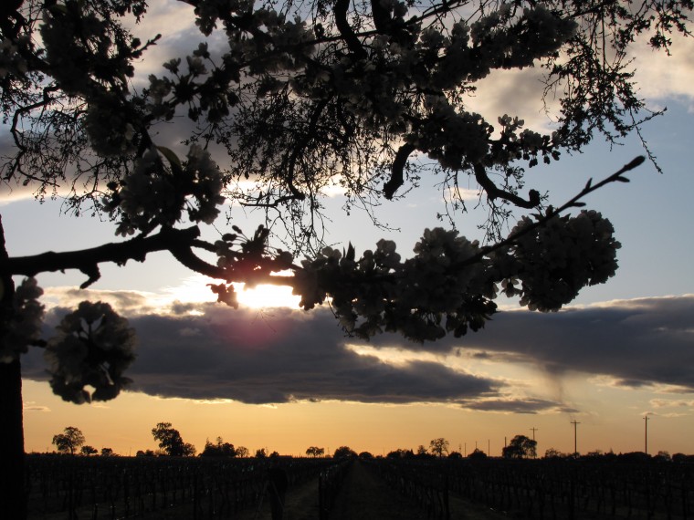 Cherry Orchard & Vineyard at Sunset