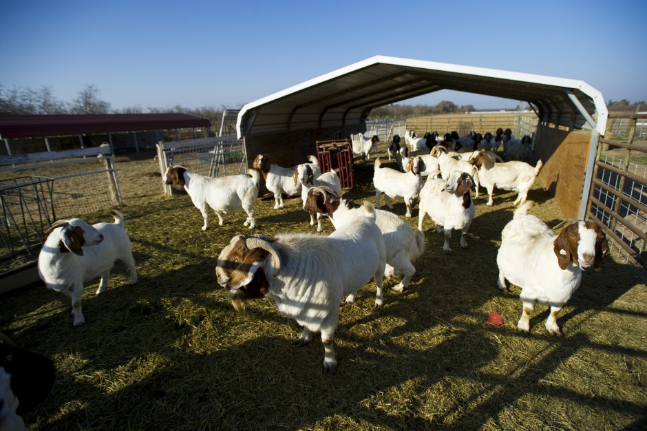 Mick Founts has drive to help kids — human and goat