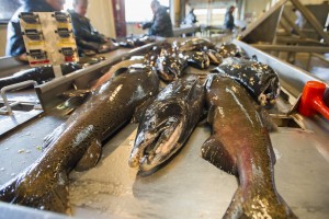 Ensuring the survival of Chinook salmon