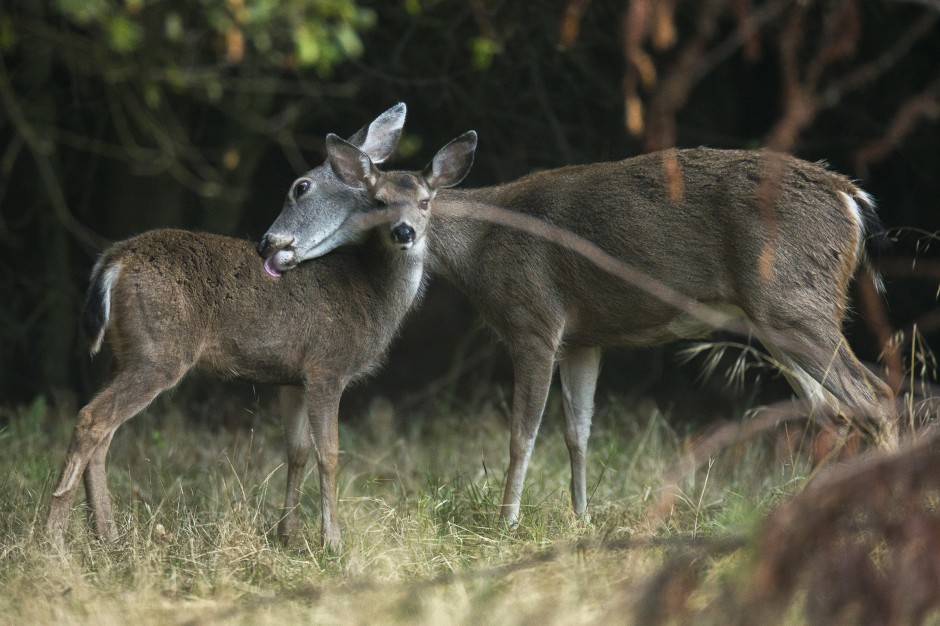 Stalking the elusive stag of Lodi Lake