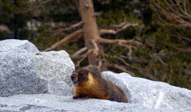 Yosemite Meadows 2009
