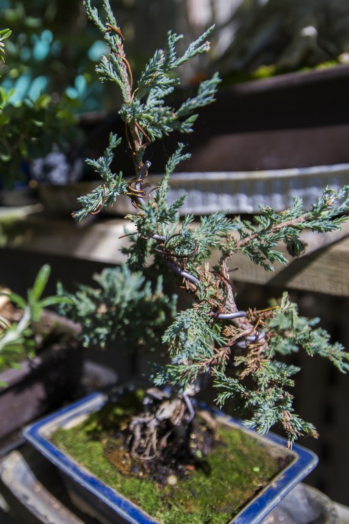 Merry Sasaki helps nurture a garden of trees into skillfully designed bonsai