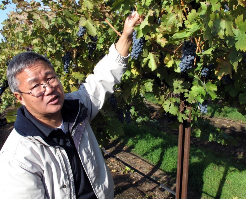 Fresno professor works to grow a later, tastier grape