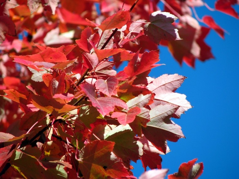 Red Autumn Leaves
