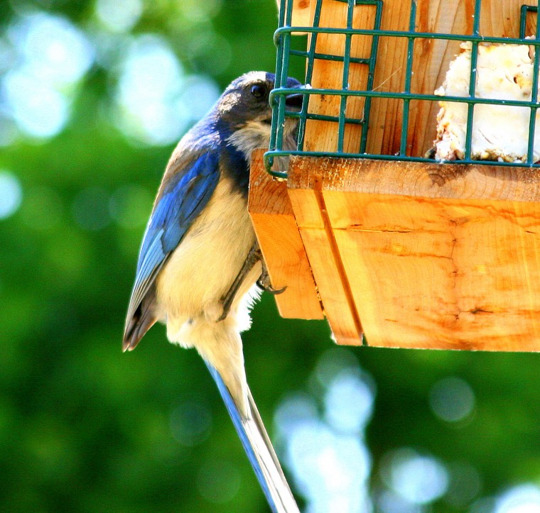 Caruso the BlueJay