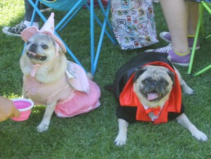 Trick or dog treats: Local pugs dress up in costume 