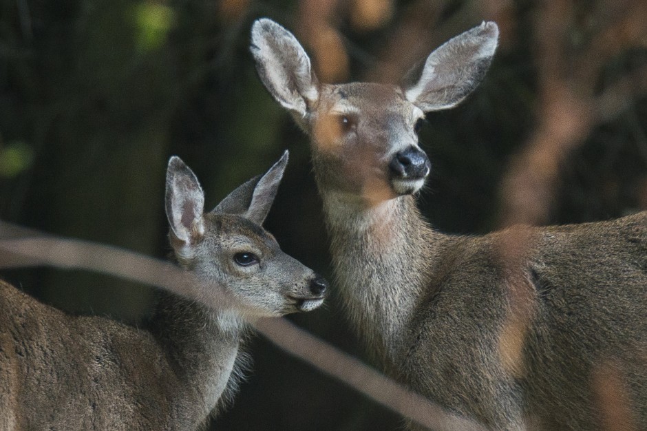 Stalking the elusive stag of Lodi Lake