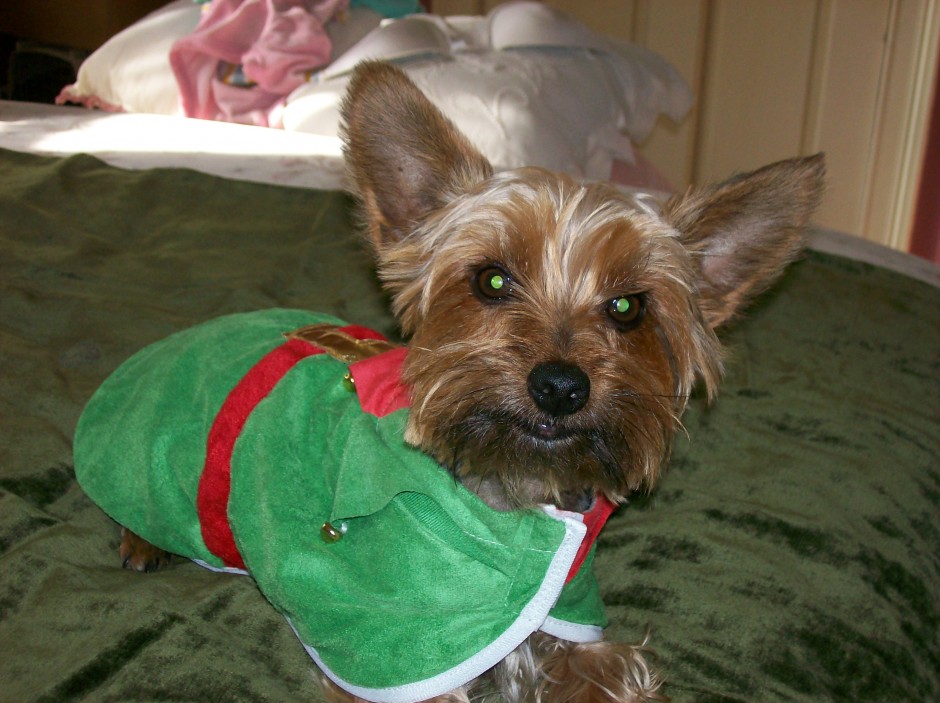 Gizmo on Christmas 2009