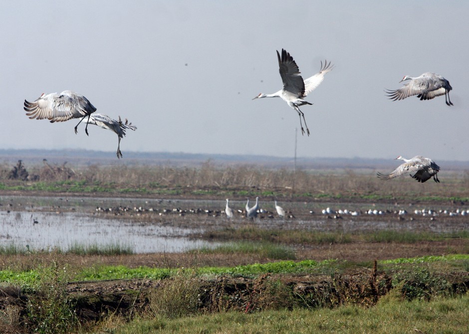 Sandhill Crane Festival