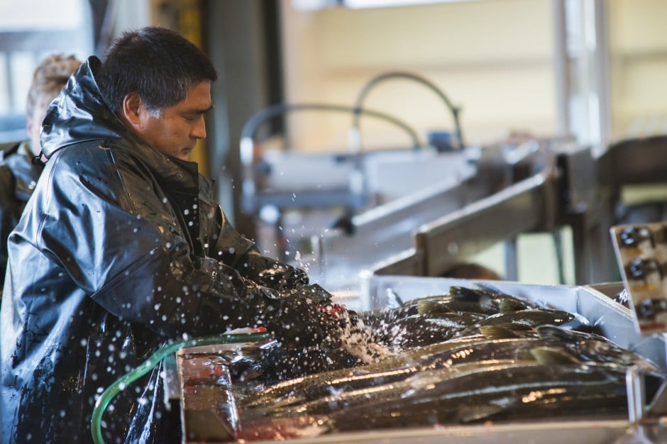 Ensuring the survival of Chinook salmon
