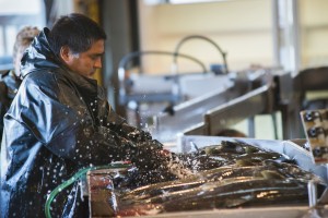 Ensuring the survival of Chinook salmon