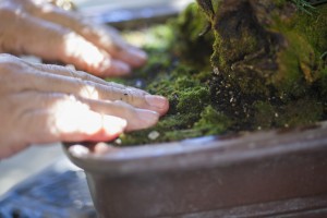 Merry Sasaki helps nurture a garden of trees into skillfully designed bonsai
