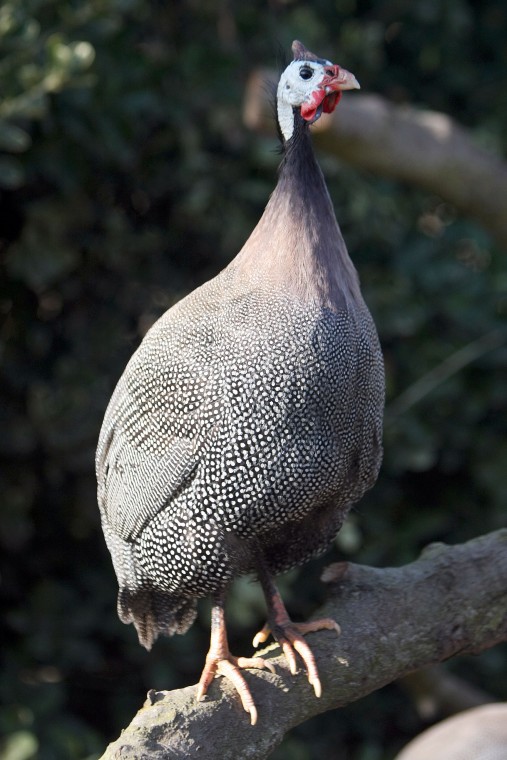 News-Sentinel reporters play zookeepers for a day 