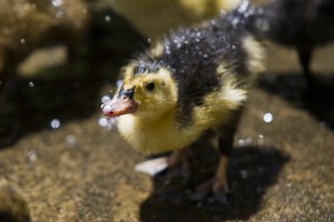 Make way for ducklings