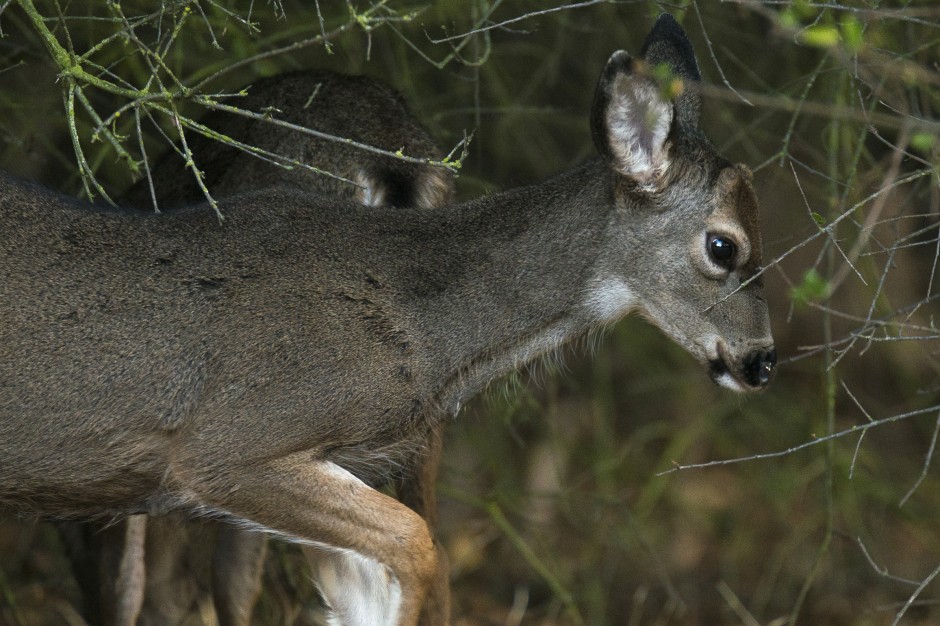 Stalking the elusive stag of Lodi Lake