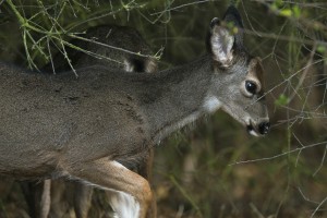 Stalking the elusive stag of Lodi Lake