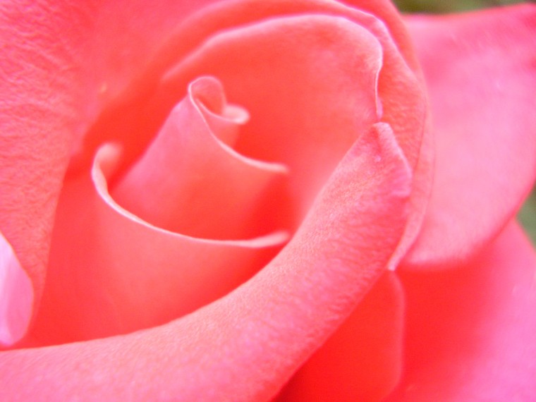 a Rose