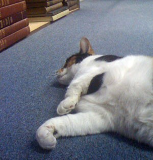 Elizabeth the bookstore cat