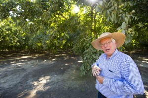 Walnut orchard in Lockeford protected from development