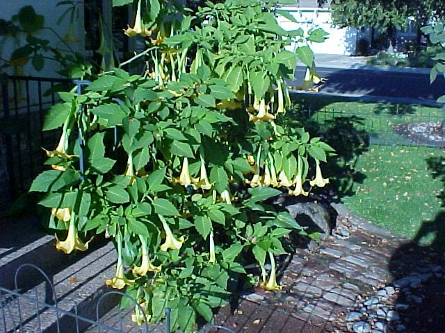 Angel's Trumpet Gone Crazy-80 blooms