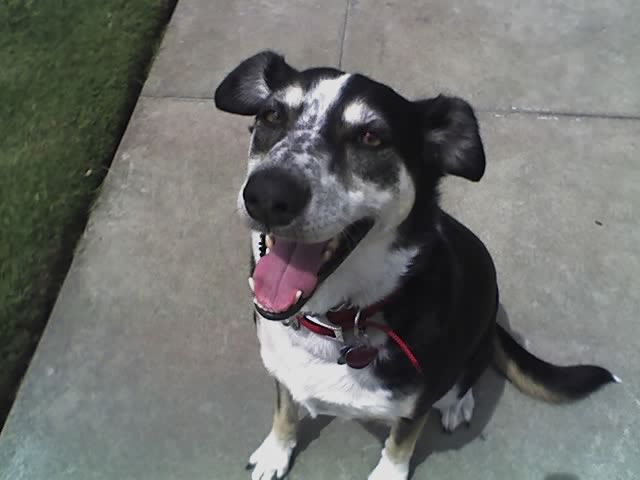 Sydney The Wonder Dog!