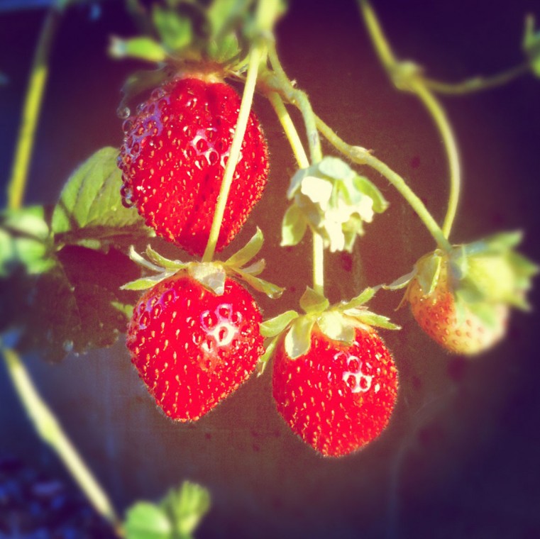 Just call me a farm girl 
