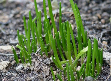 Chives