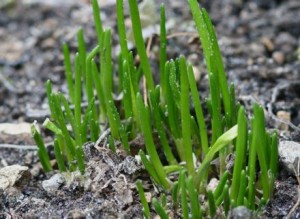 Chives