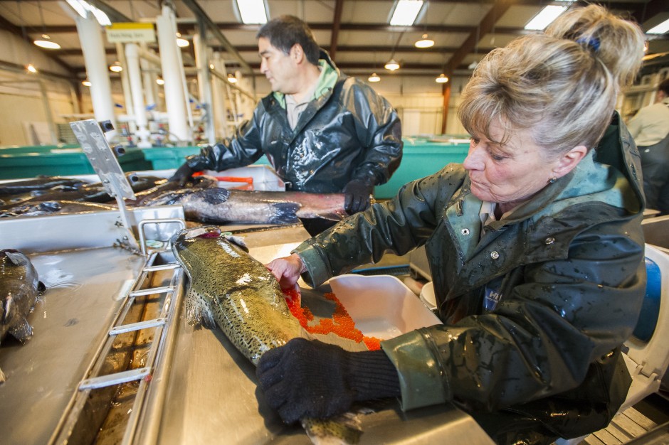 Ensuring the survival of Chinook salmon