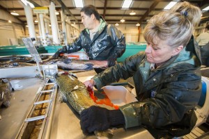 Ensuring the survival of Chinook salmon