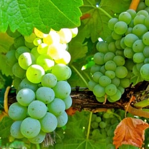 The 2011 LangeTwins Lodi Sauvignon Blanc is refreshing