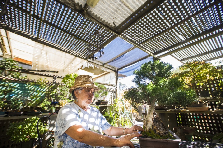 Merry Sasaki helps nurture a garden of trees into skillfully designed bonsai