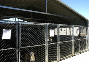 Keeping cool in summer heat is a challenge for humans and animals
