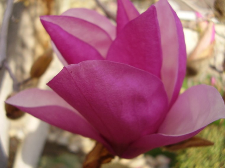 magnolia