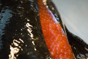 Ensuring the survival of Chinook salmon