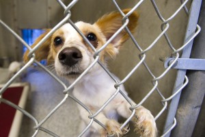 City Council takes a tour of the Lodi Animal Shelter