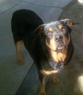 Dozer - 8/09