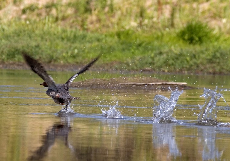 Ducks on the Mokelumne
