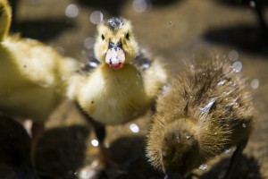 Make way for ducklings