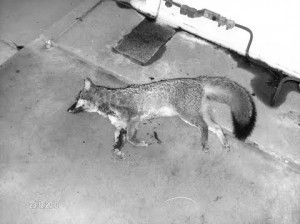 Gray fox dies after stepping on a transformer