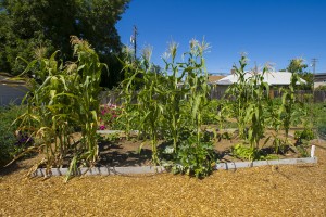 Growing community one tomato, zucchini, watermelon, pumpkin, strawberry at a time 