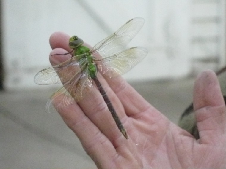 Dragonfly