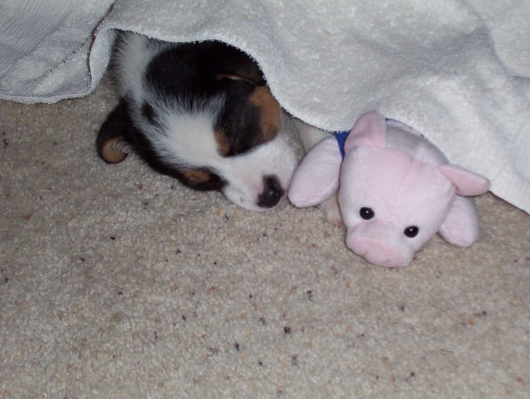 Oliver and his piggy