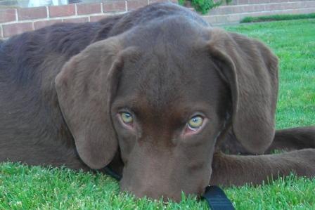 Dash, the chocolate chessie