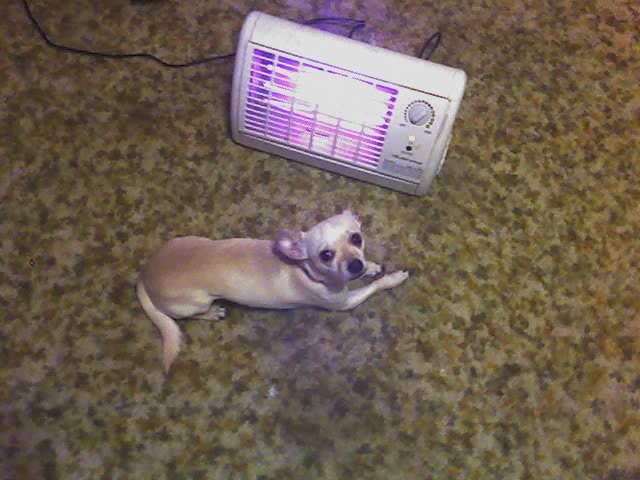 Buddy trying to stay warm