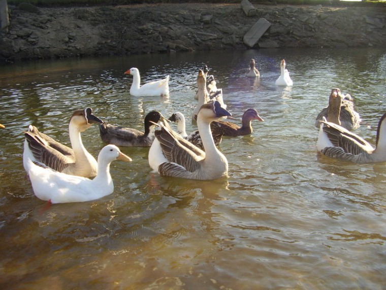 Geese