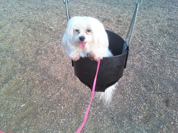 gir on a swing.