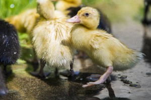 Make way for ducklings